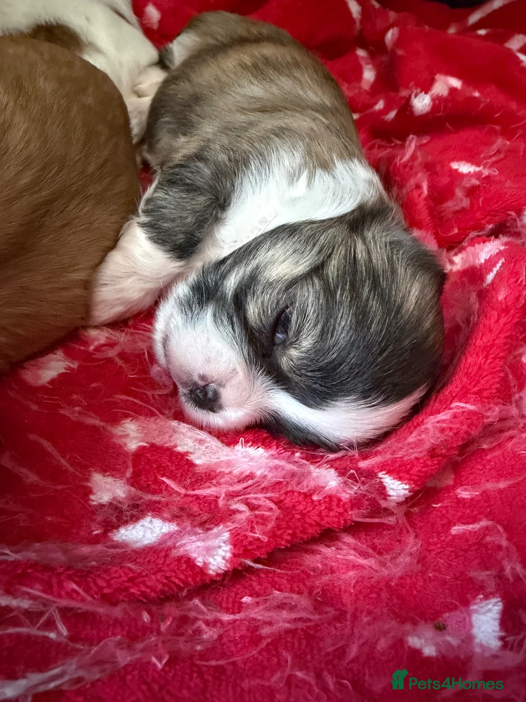 Lhasa Apso dogs for sale: Lhasa Apso puppies for sale - Advert 12
