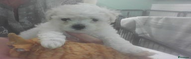 Bichon Frise Puppy 4