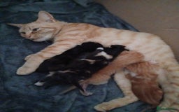 Mixed Breed cats for sale: Gorgeous Kittens - Image 4
