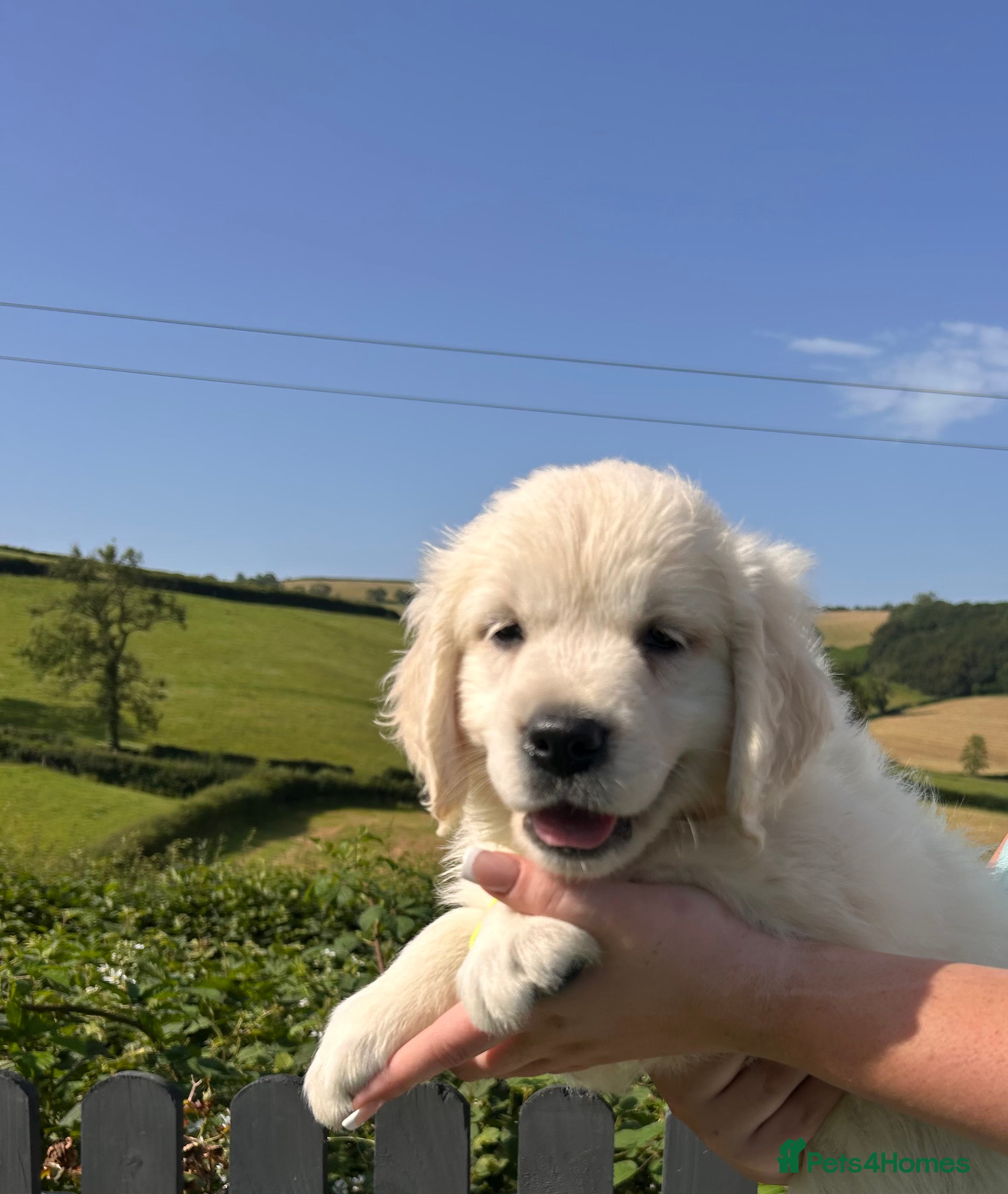 Golden Retriever dogs Outstanding puppies - Fully health tested parents  - Advert 2