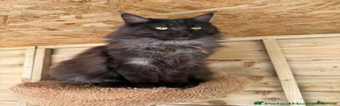 Maine Coon 1