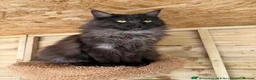 Maine Coon cats for sale: Gorgeous active female smoke silver maine coon - Advert 2