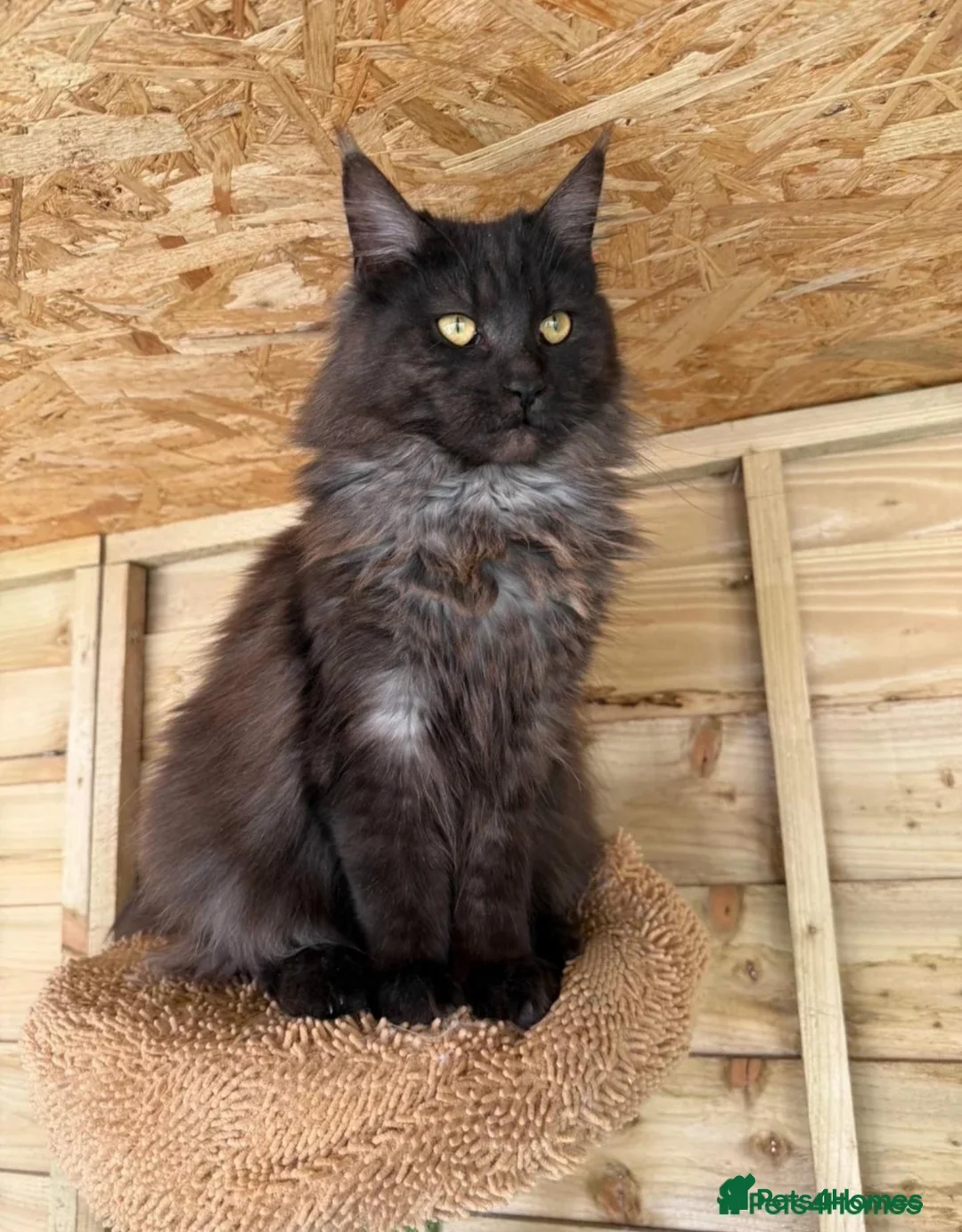 Maine Coon cats for sale: Gorgeous active female smoke silver maine coon - Advert 2