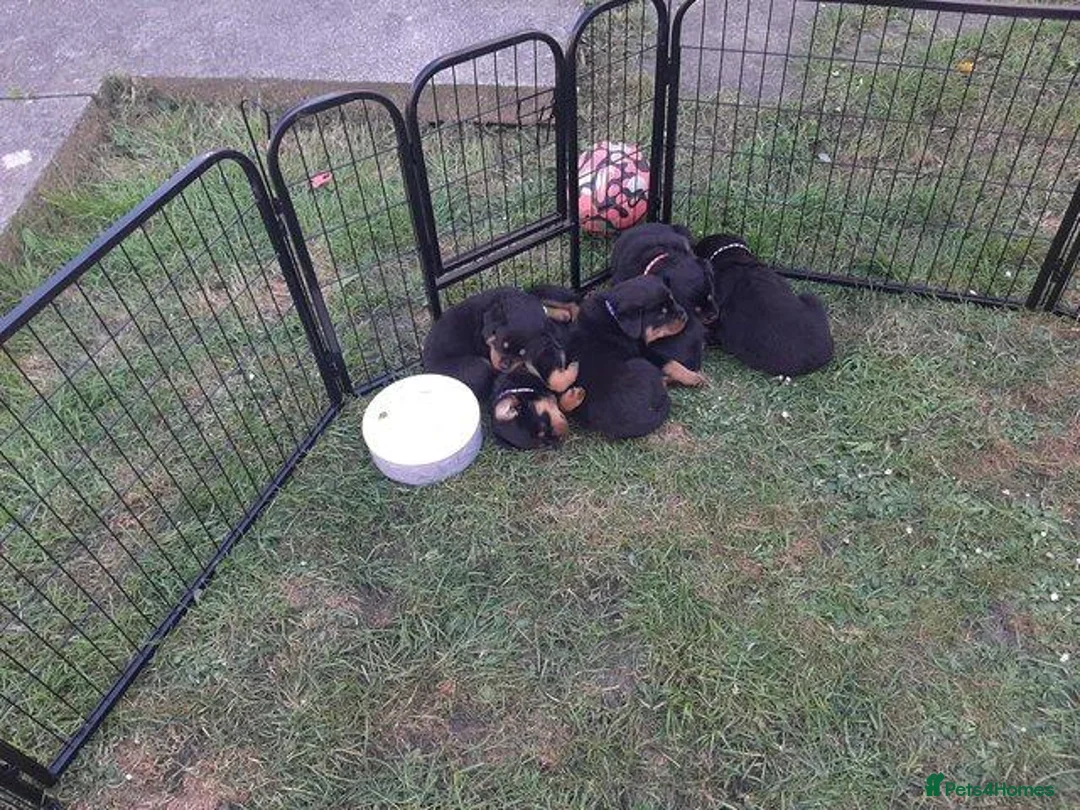 Rottweiler dogs for sale: Rottweiler puppies - Advert 9