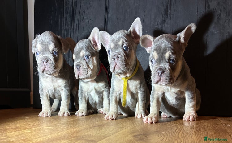 French Bulldog dogs - Advert 14