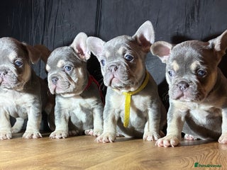 French Bulldog dogs French bulldogs - Advert 11
