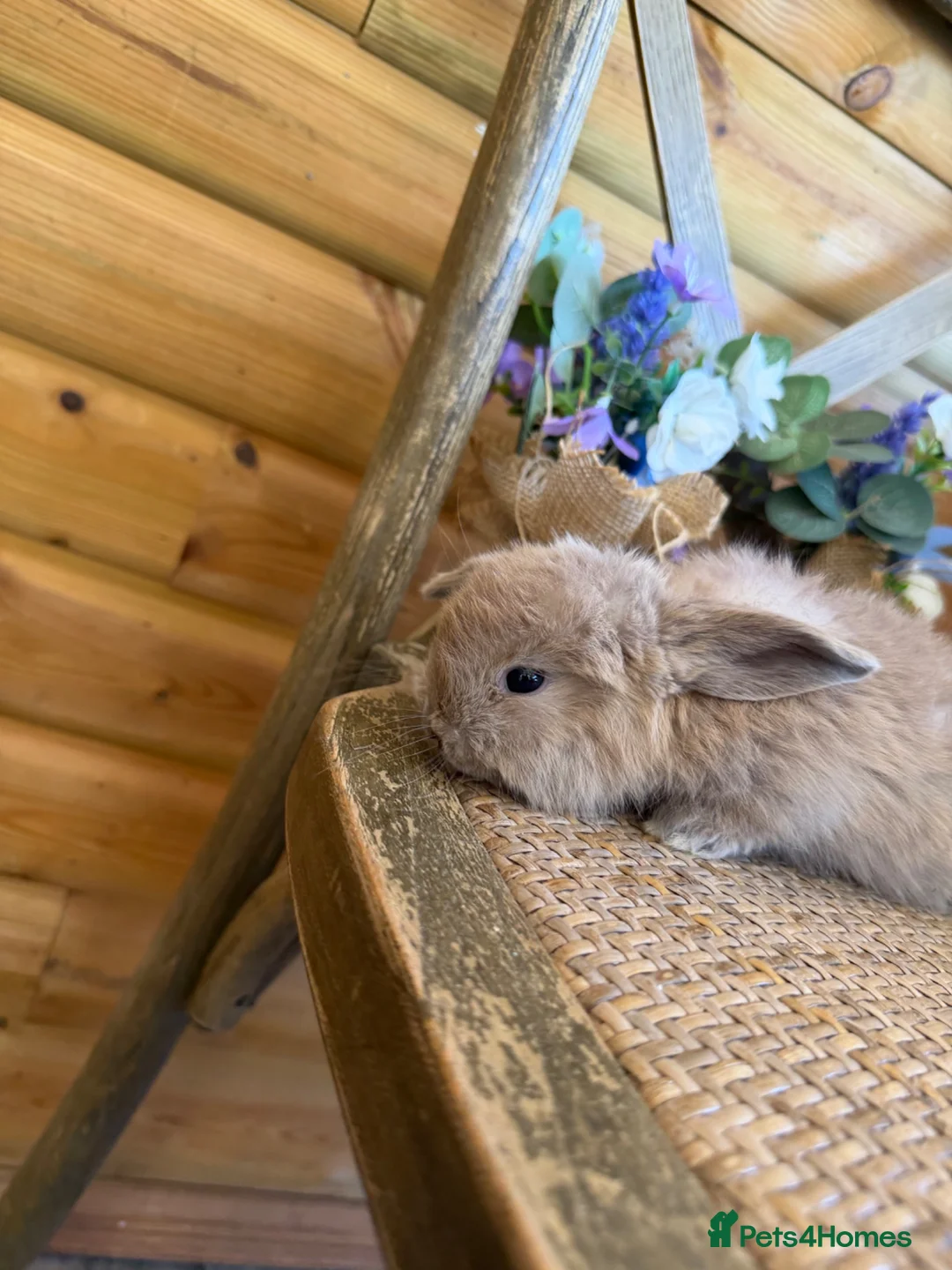 Mini Lop rabbits for sale: ✨ Mini Lop Bunnies | Harlequin & Rare Varieties   - Advert 4