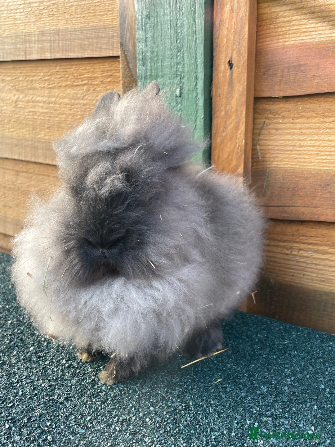 Lionhead rabbits for sale: One male  - Advert 3