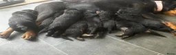 Rottweiler dogs for sale: Beautiful Rottweiler puppy’s  in Weston-super-Mare - Advert 1
