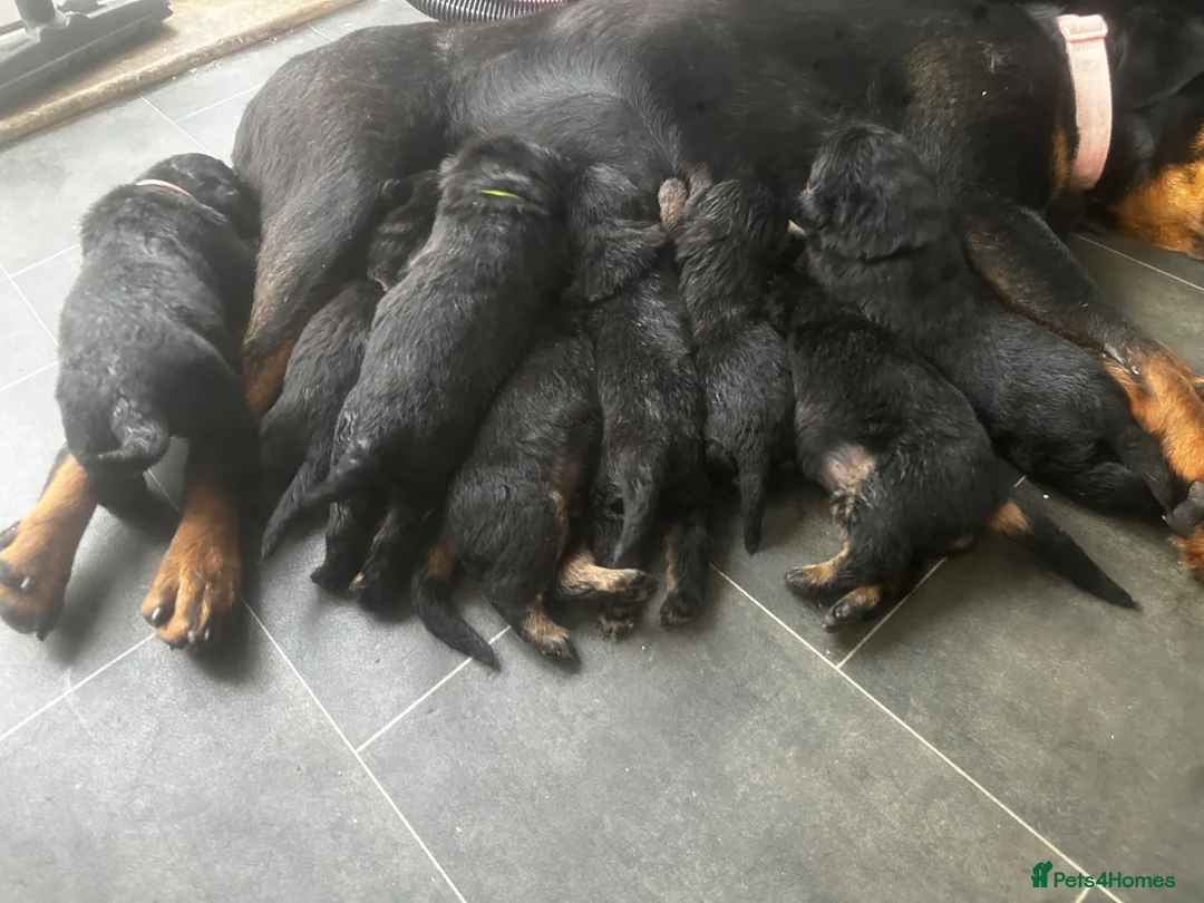 Rottweiler dogs for sale: Beautiful Rottweiler puppy’s  in Weston-super-Mare - Advert 1