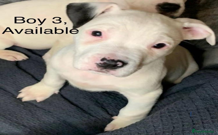 American Bulldog dogs - Advert 1