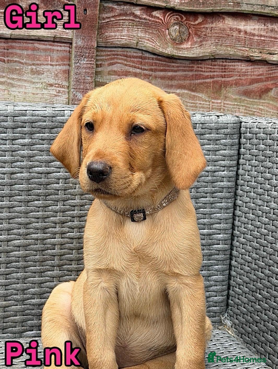 Labrador Retriever dogs 🐾 *******Last 3 girls READY TO LEAVE *******  🐾  - Advert 1