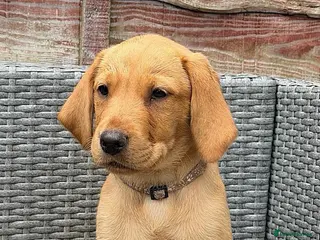 Labrador Retriever dogs 🐾 *******Last 3 girls REDUCED ******* 🐾 - Advert 2