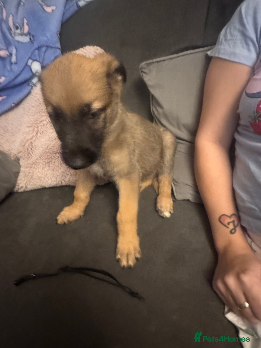 Mixed Breed dogs for sale: German Sheperd cross Lurcher Puppies - Image 11