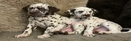 Dalmatian dogs for sale: Exceptional Dalmatian Puppies.  - Advert 29