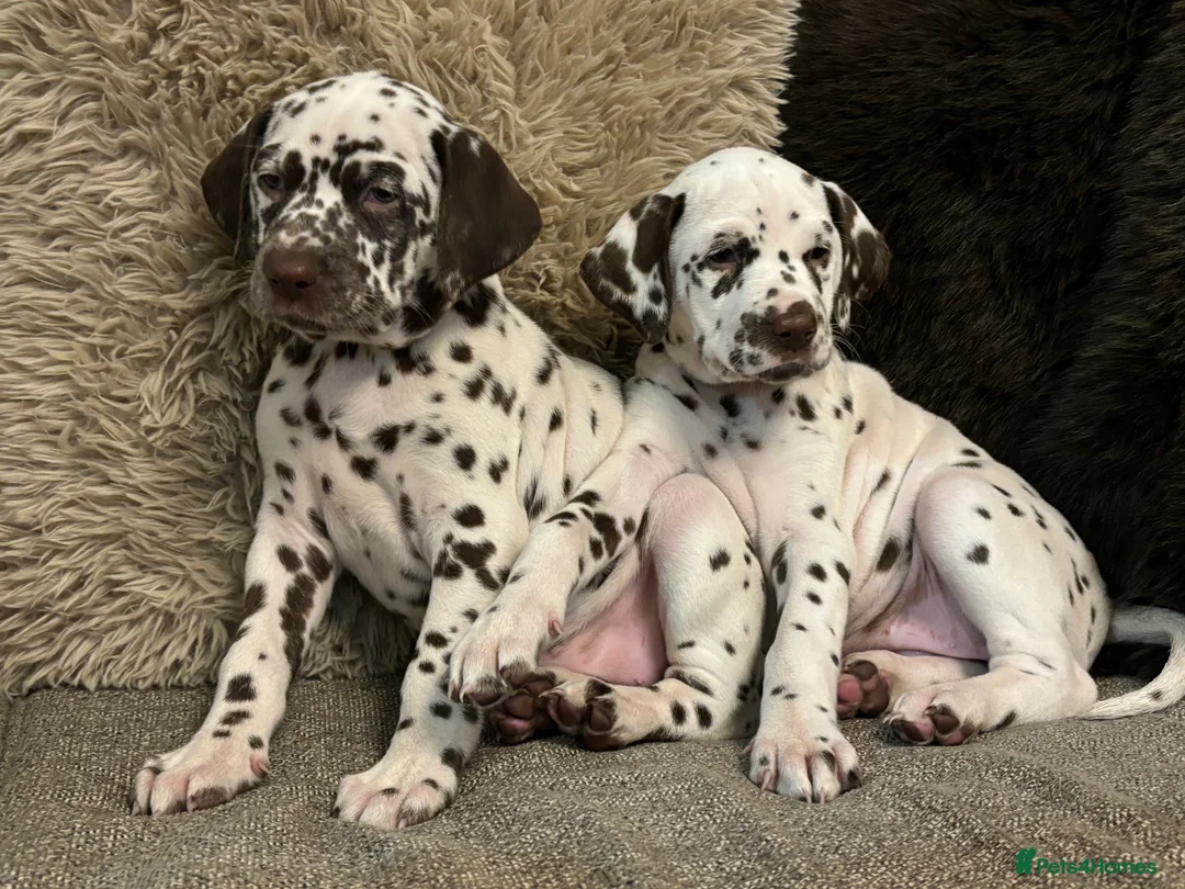 Dalmatian dogs for sale: Exceptional Dalmatian Puppies.  - Advert 29