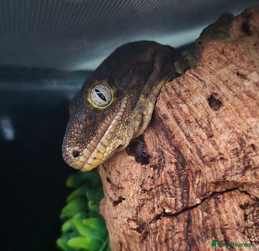 Gallery Image {{count}}