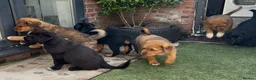 Central Asian Shepherd dogs for sale: Central Asian Shepard - Advert 1