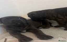 Cane Corso dogs for sale: Cane corso puppy’s  - Image 2