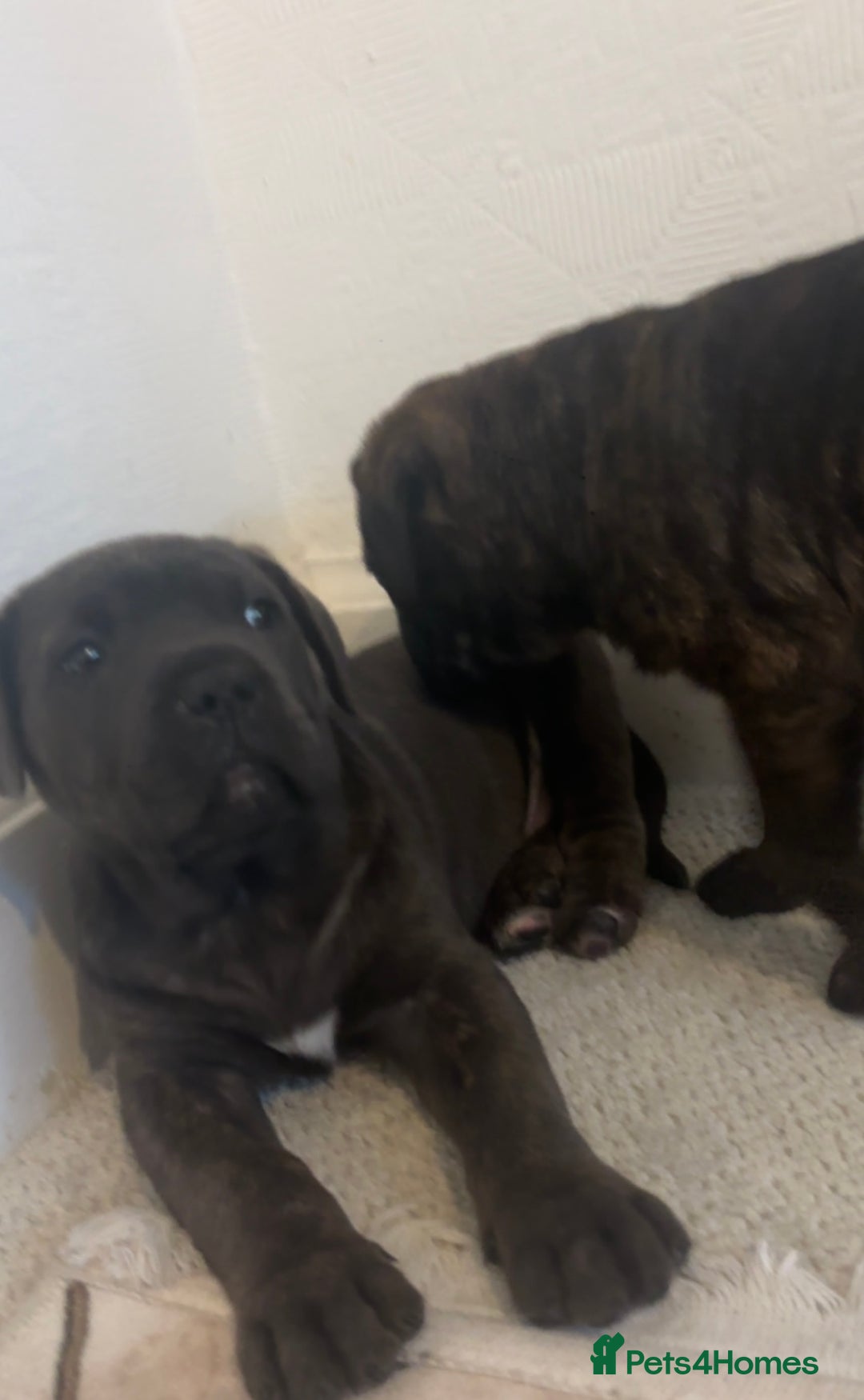 Cane Corso dogs for sale: Cane corso puppy’s  - Image 2