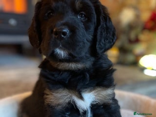 Bernese Mountain Dog dogs Beautiful Bernedoodle babies - Advert 6