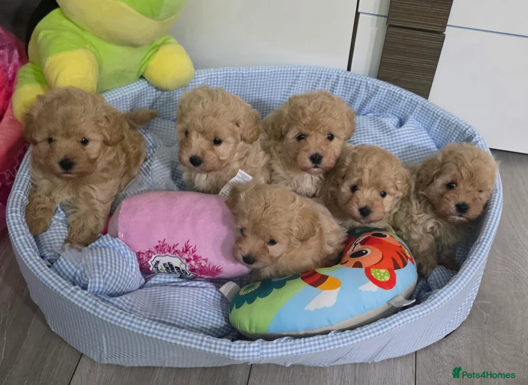 Maltipoo dogs for sale: Maltipoo F1 Toy - Advert 1