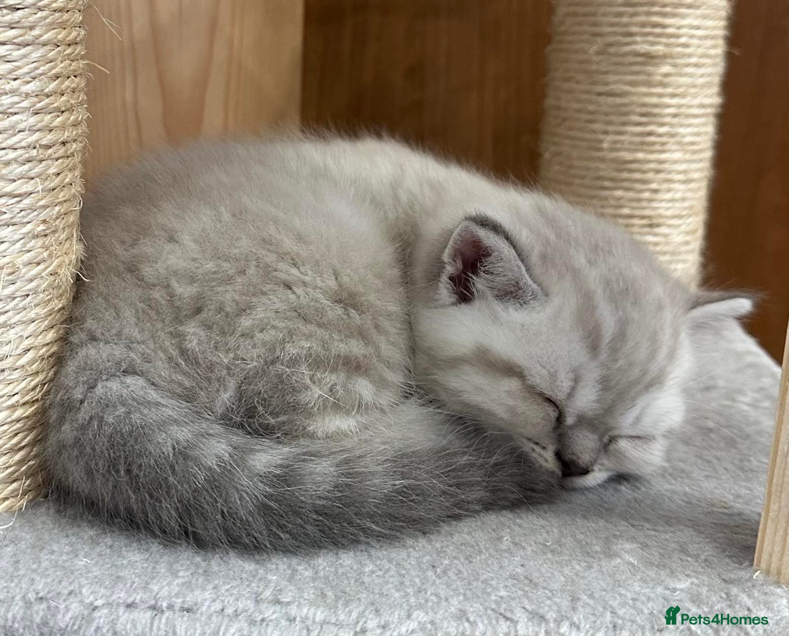 British Shorthair cats Pure Pedigree BSH Kittens for Sale - Advert 1