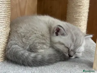 British Shorthair cats Pure Pedigree BSH Kittens for Sale - Advert 14