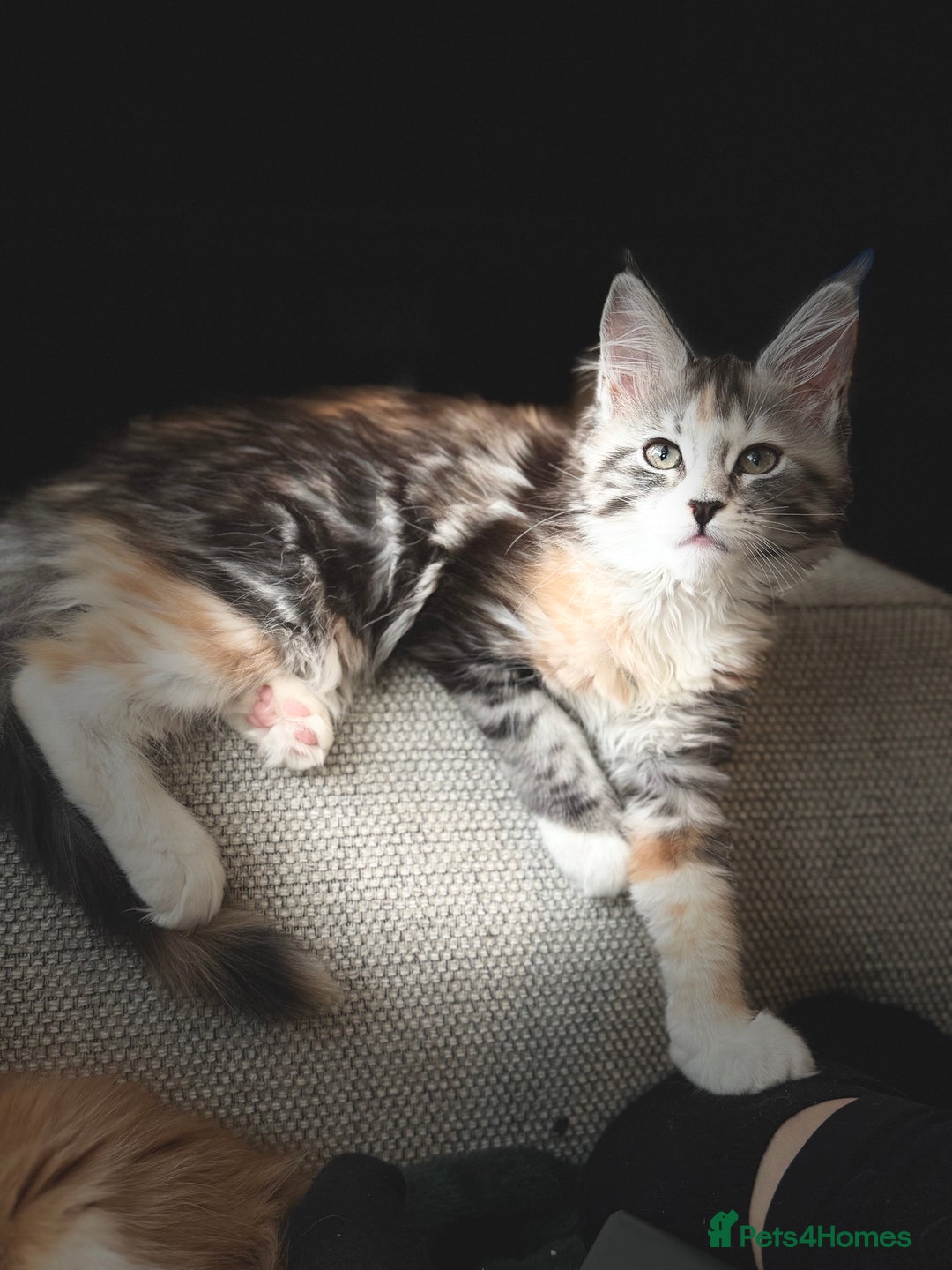 Maine Coon cats for sale: Gorgeous Mainecoon kitten Xl - Advert 10