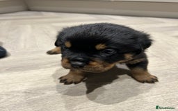 Rottweiler dogs for sale: Rottweiler puppies  - Image 7