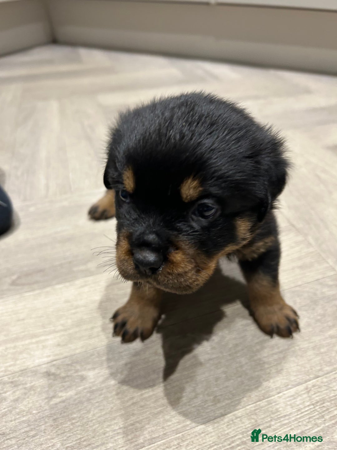 Rottweiler dogs for sale: Rottweiler puppies  - Image 7