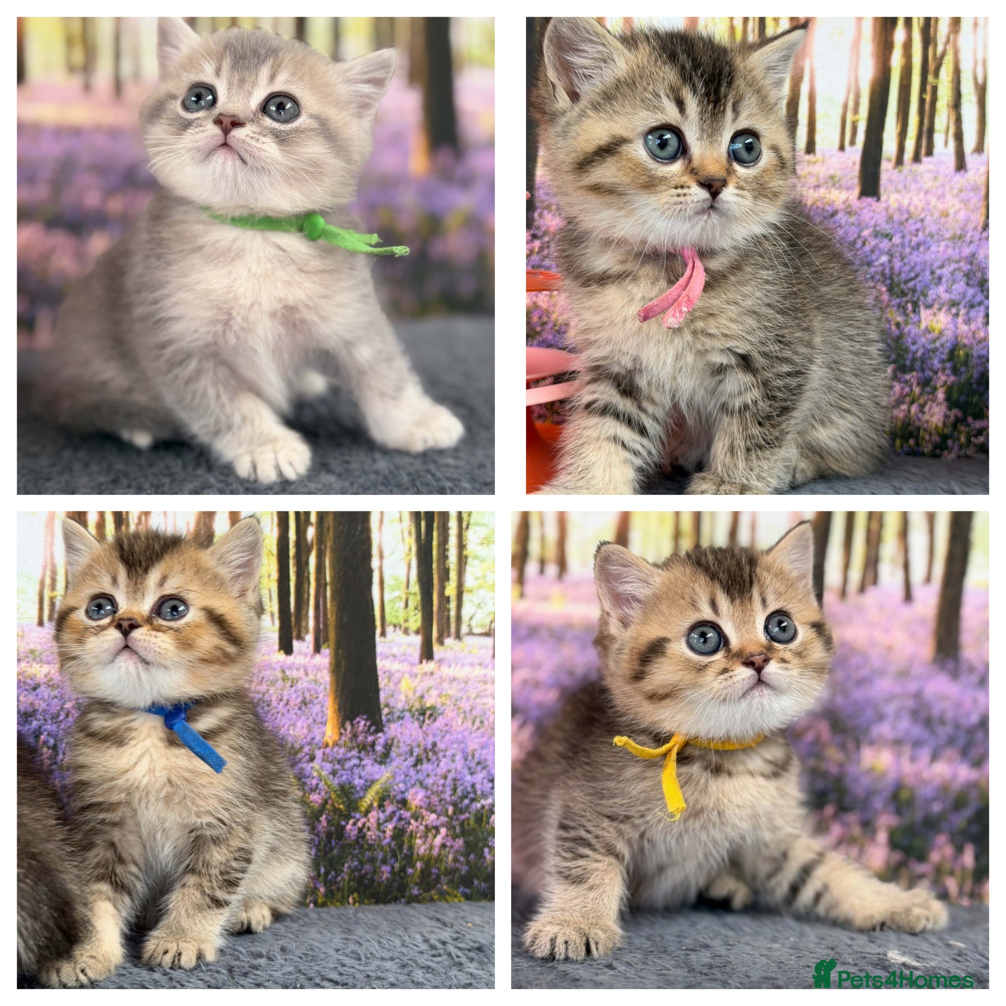British Shorthair cats ✨TICA REGISTERED BRITISH SHORTHAIR KITTENS✨ - Advert 4