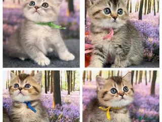 British Shorthair cats ✨TICA REGISTERED BRITISH SHORTHAIR KITTENS✨ - Advert 6