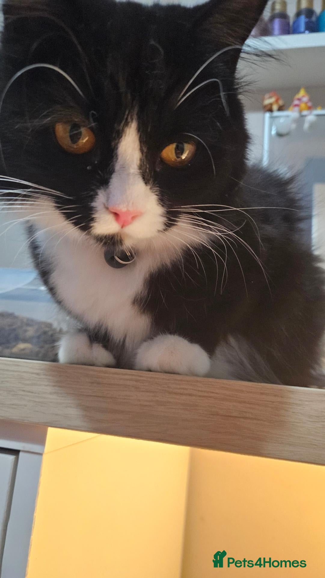 Mixed Breed cats for sale: 2 boys left of 6 kitten litter - Advert 4