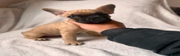 French Bulldog dogs for sale: Final gorgeous  male frenchie left  - Advert 6