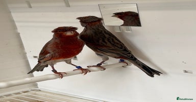 Canaries birds - Advert 12