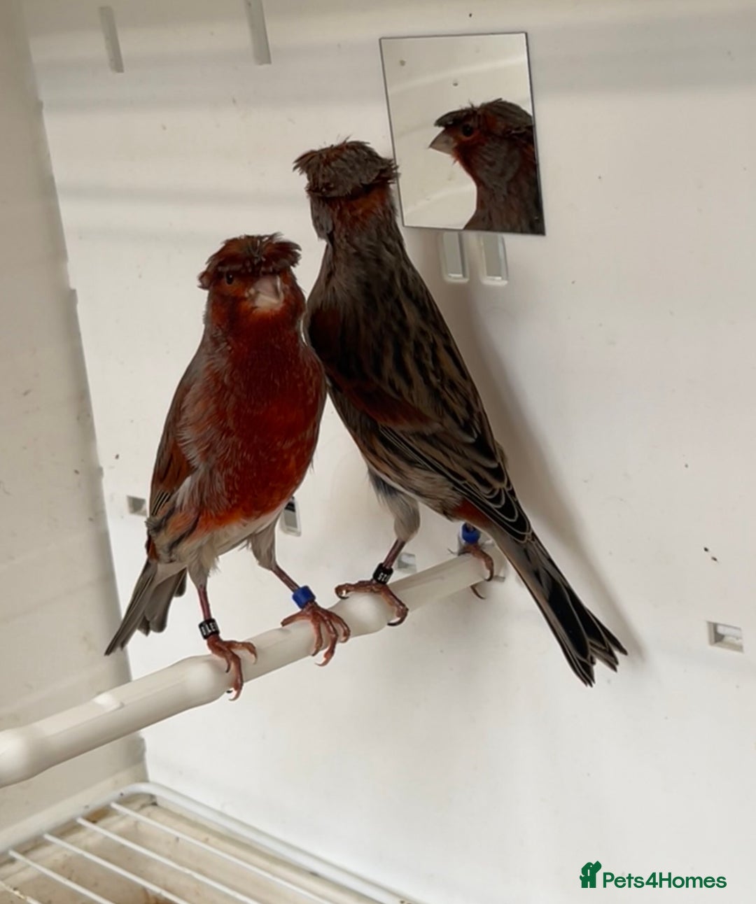 Canaries birds for sale: Canary’s  rhinelander harlequins and red mosaics  - Image 3