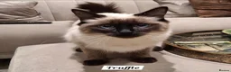Ragdoll cats for sale: 🌸 Purebred Adorable Ragdoll Kittens 🌸 - Advert 7