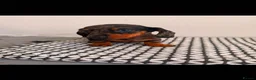 Miniature Dachshund dogs for sale: Miniature Dachshunds - Advert 14