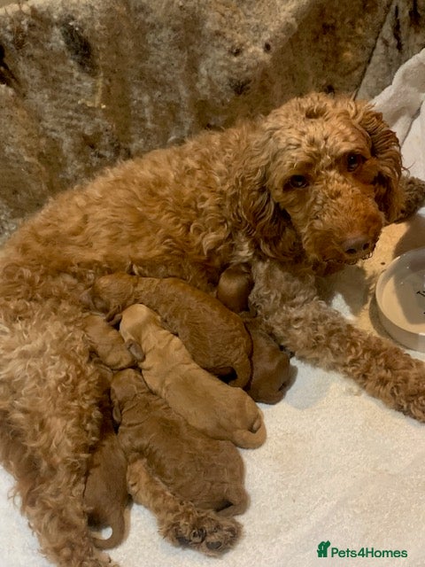 Cockapoo dogs beautifull f1b toy cockerpoos  - Advert 2