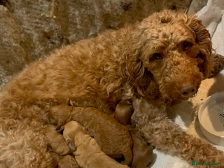 Cockapoo dogs beautifull f1b toy cockerpoos - Advert 2