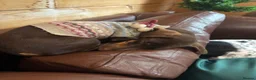 Miniature Dachshund dogs for sale: 2 year old Mini Dachshund  - Advert 5