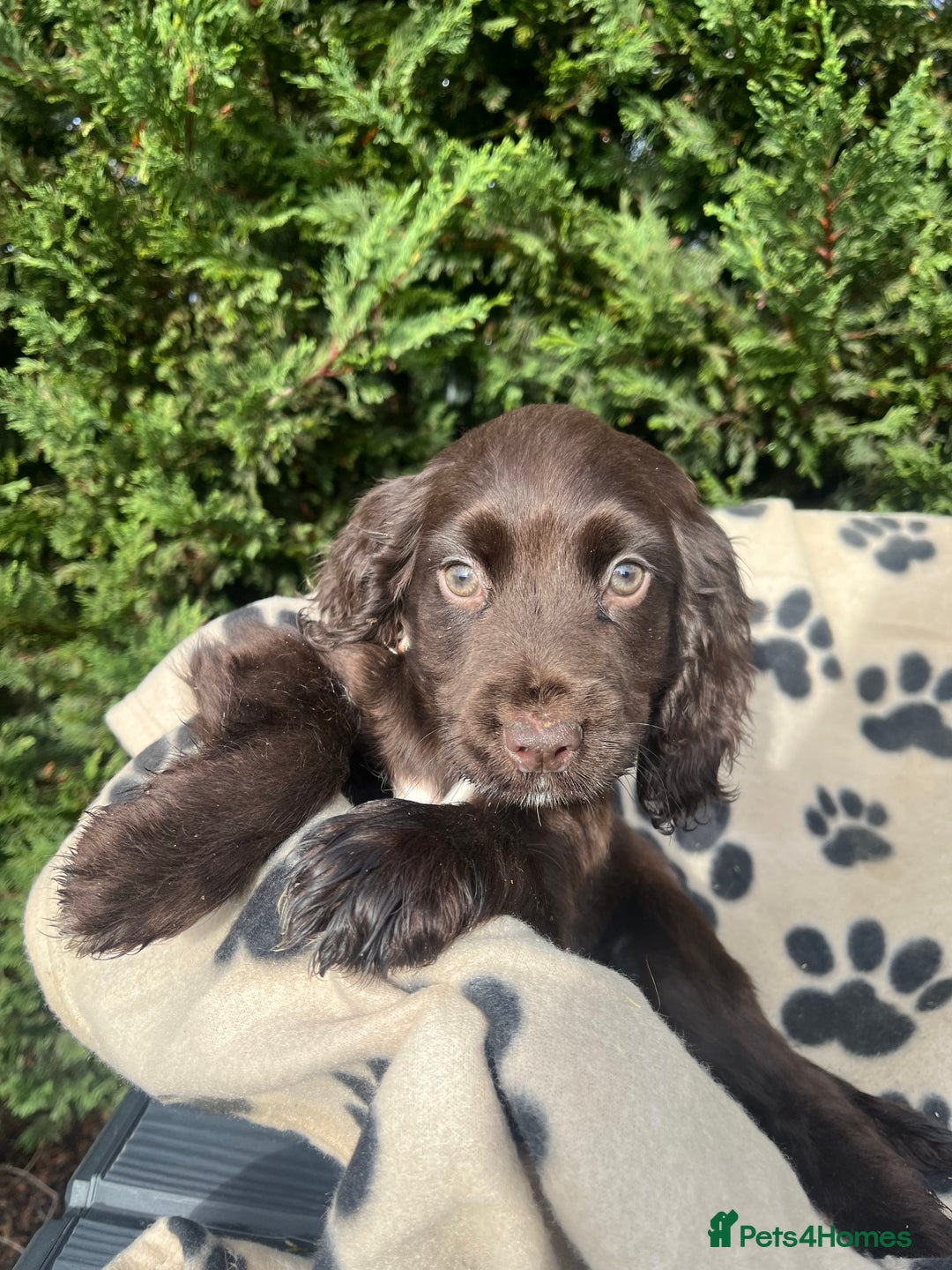 Cocker Spaniel dogs for sale: 5 beautiful cocker spaniels  - Advert 5