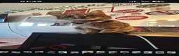 Mixed Breed cats for sale: Sister cats for sale  in Doncaster - Advert 5