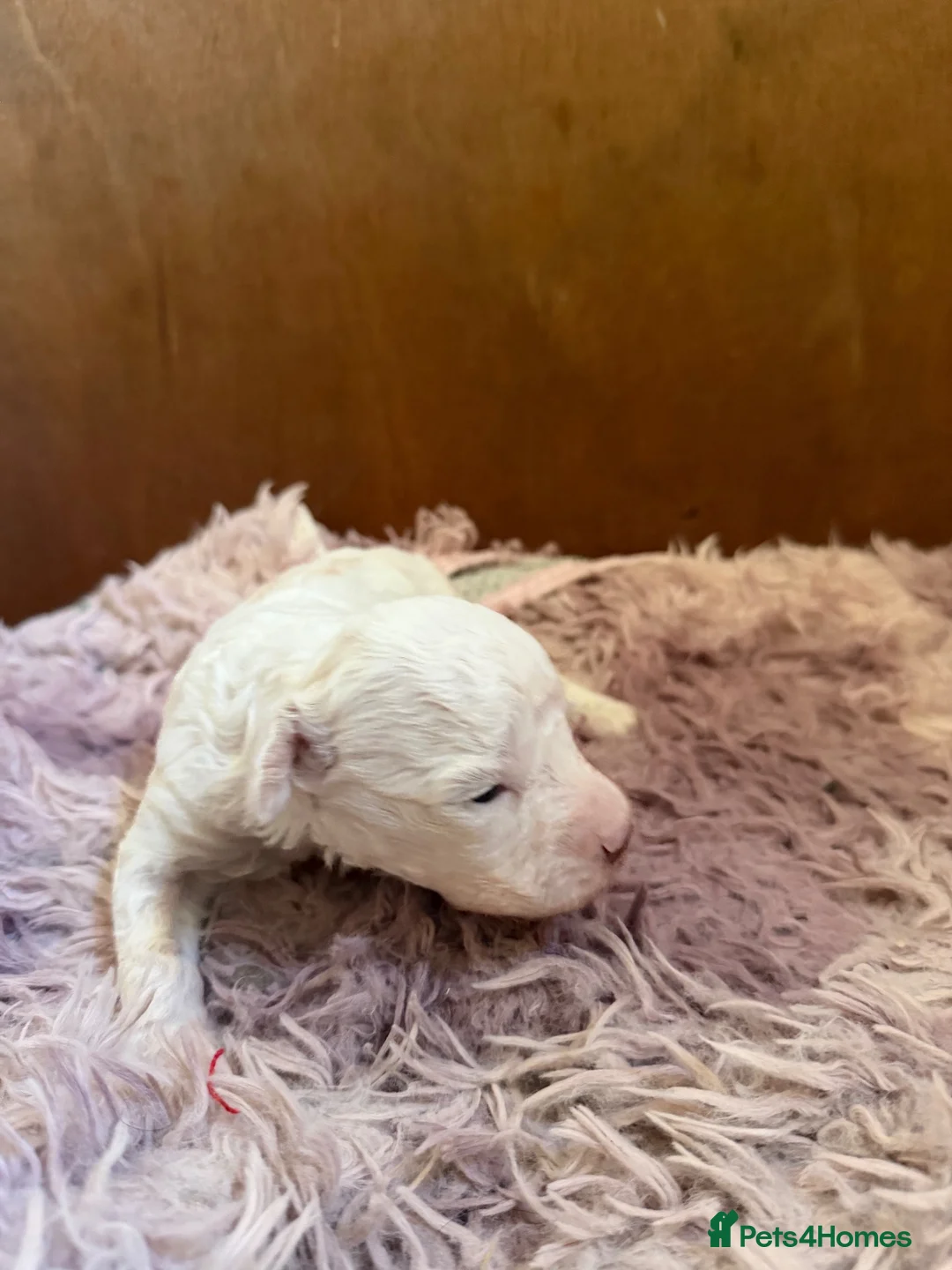 Lagotto Romagnolo dogs for sale: Lagotto Romagnolo - Advert 2