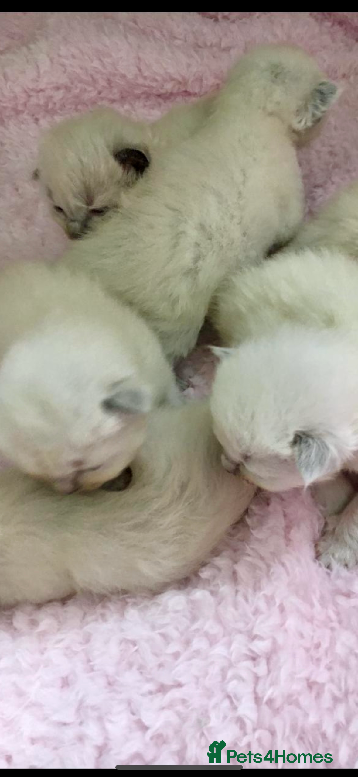 Ragdoll cats 🌼GCCF WAITIING LIST NOW OPEN 🌼 - Advert 7