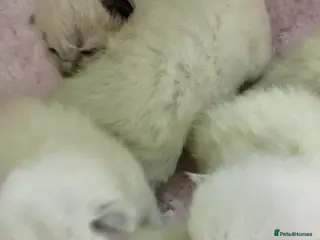 Ragdoll cats 🌼GCCF WAITIING LIST NOW OPEN 🌼 - Advert 7