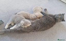 Scottish Fold cats for sale: 🐾 Adorable Scottish Kittens Seeking Loving Homes  - Image 1