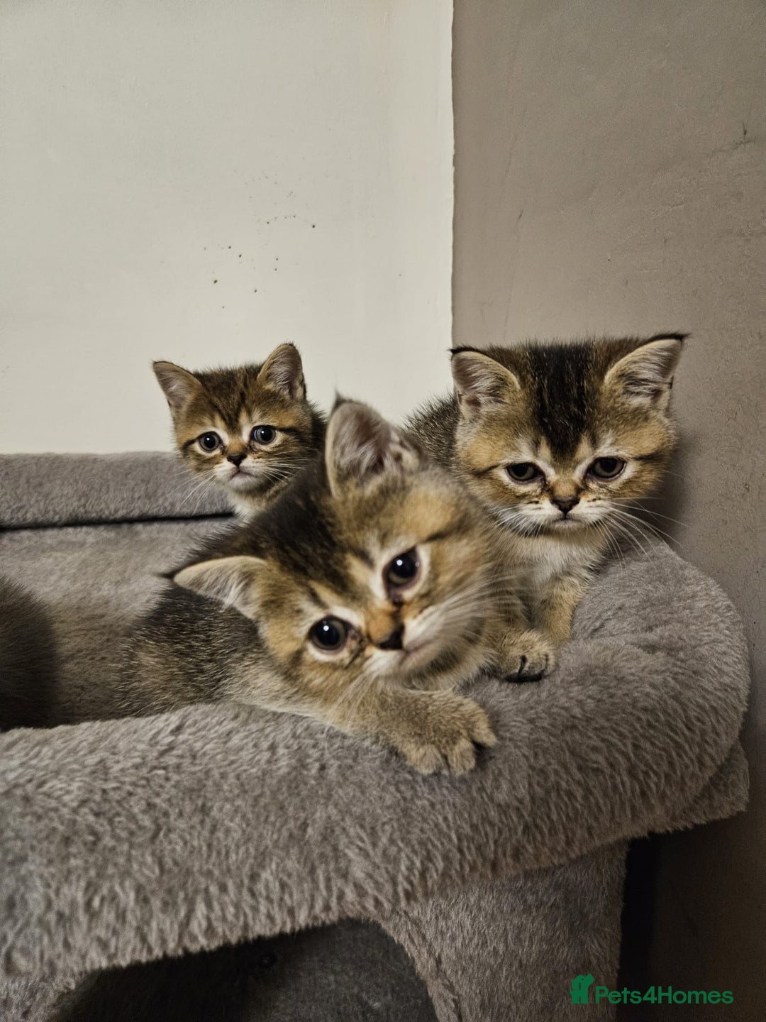 British Shorthair cats for sale: British Shorthair Kittens Full Pedigree Parents  - Advert 10