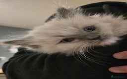 Ragdoll cats for sale: 5 Beautiful Ragdoll Kittens  - Image 11